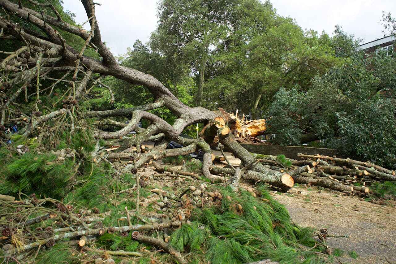 Large Tree Removal in Memphis, MO